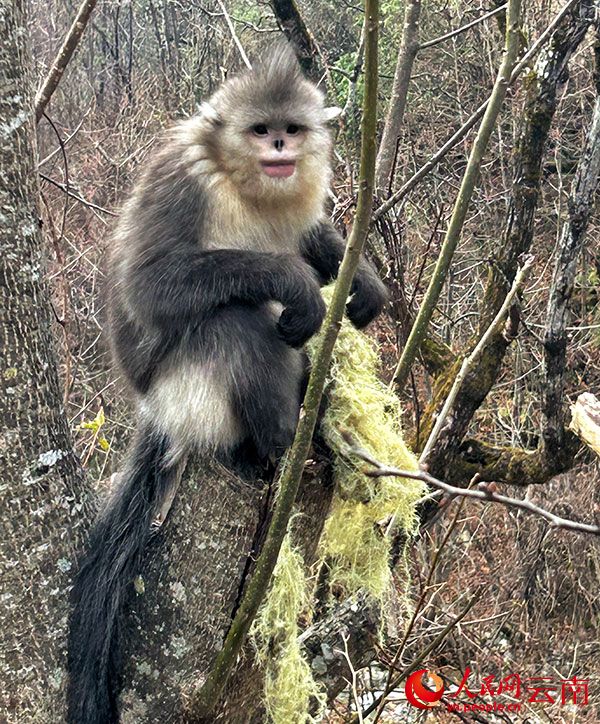 Yunnan golden monkey in Baima Snow Mountain National Nature Reserve, Yunnan. People's Daily reporter Liu Yishe