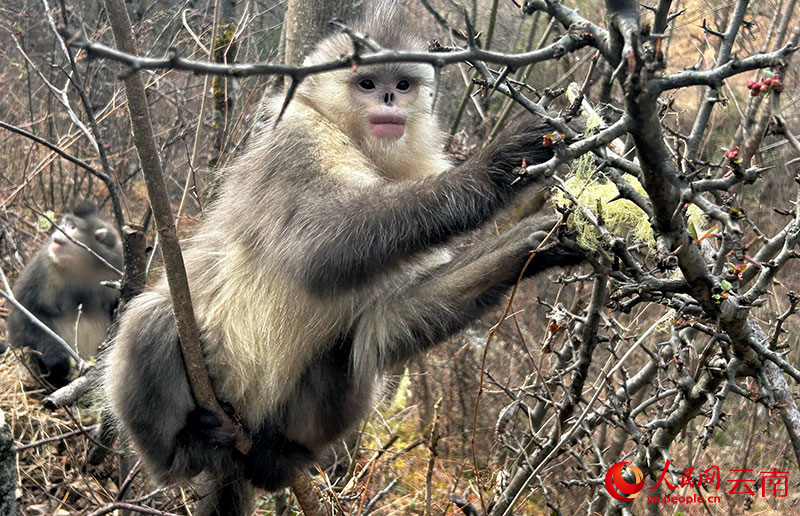 Yunnan golden monkey in Baima Snow Mountain National Nature Reserve, Yunnan. People's Daily reporter Liu Yishe