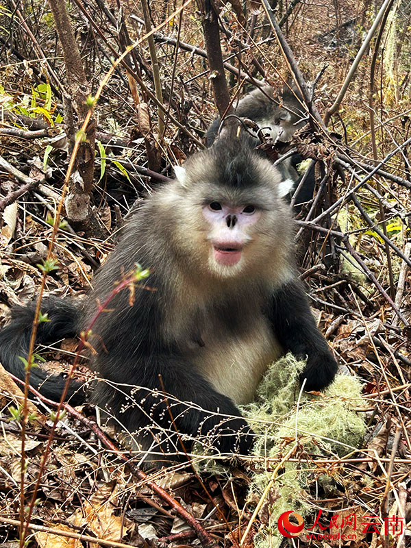Yunnan golden monkey in Baima Snow Mountain National Nature Reserve, Yunnan. People's Daily reporter Liu Yishe